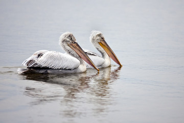 Dalmatian Pelican (Pelecanus crispus), Greece