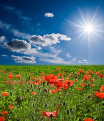 spring red poppy field