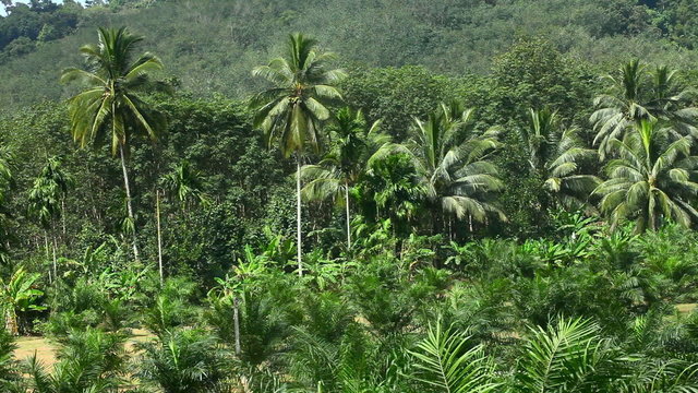 Palms in jungle. Thailand.