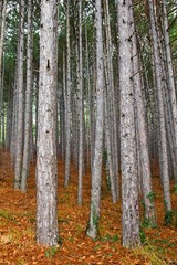 Fototapeta premium pine tree forest