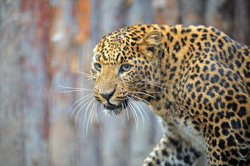 Leopard