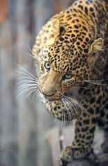 Amur Leopard