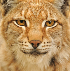 Fototapeta premium Lynx