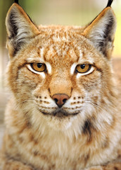 portrait of Lynx