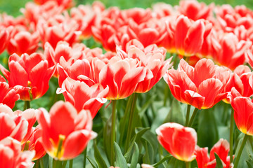 Tulips