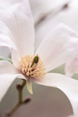 Magnolia flower