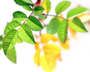 leaves