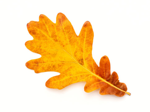 Colorful Autumn oak leaf