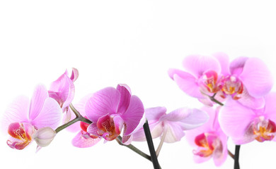 Pink orchid over white