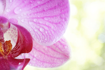 Orchid flower detail
