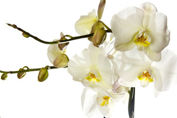 Fototapeta premium White orchid.