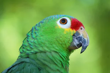 Foto op Canvas red crowned amazon parrot © Deatonphotos