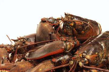 live lobsters on algae and a white background