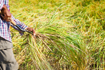 Fototapeta na wymiar Farmer cutting rice in paddy