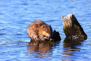 Fototapeta premium muskrat eats algae in the middle of the water