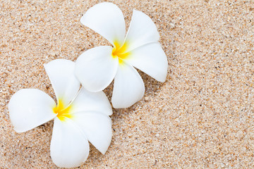 Frangipani flower on sand