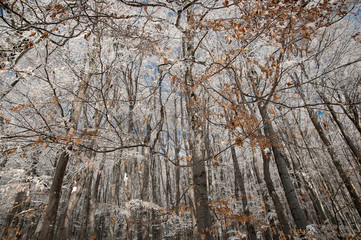 Beech forest in the winter