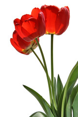 tulip flowers