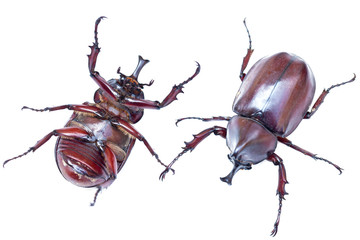 Closeup stag beetle isolated on white