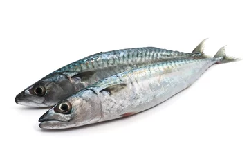 two fresh mackerel - due sgombri © Antonio Scarpi
