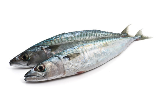two fresh mackerel - due sgombri