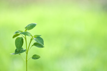 Young plant against natural green background
