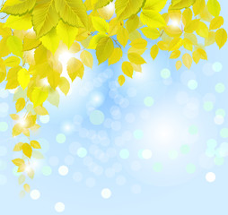 Obraz na płótnie Canvas hanging autumn branch with fresh yellow leaves