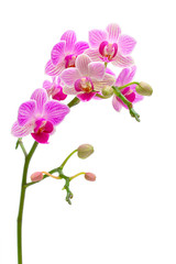 blooming orchid on a white background