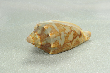 Muschel