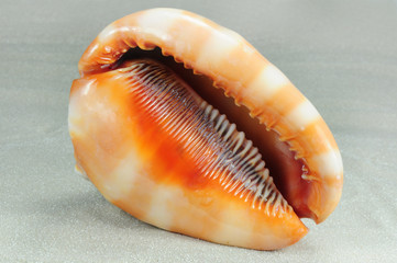 Muschel