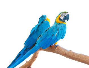 Blue-and-Yellow Macaws (Ara ararauna)