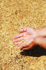 Wheat and hands of the old farmer