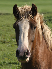 Obraz premium Schwarzwälder Kaltblut