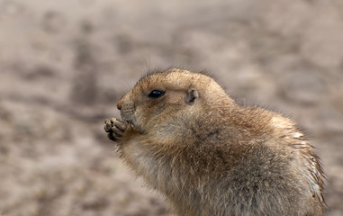Prairie Dog
