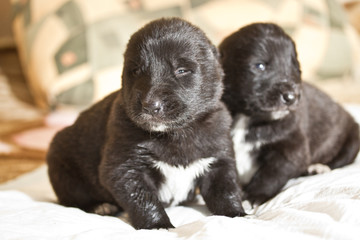 Central Asian Shepherd Puppies