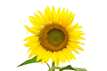Obraz premium isolated sunflower over white background