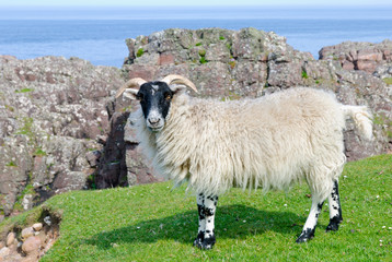 Scottish blackface sheep, Scotland