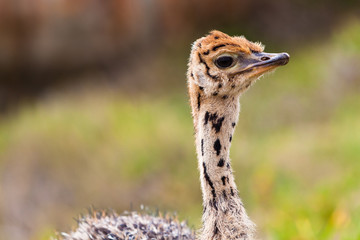 Small young ostrich walking in grassland