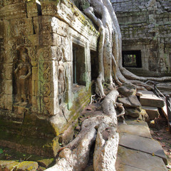 Naklejka premium Ta Prohm temple