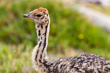 Small young ostrich walking in grassland