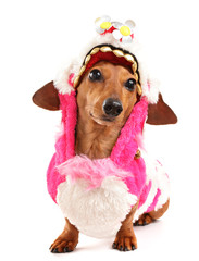 dachshund dog in chinese new year cloth
