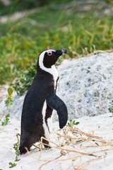 Black-footed african penguin walking