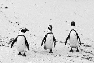 Obraz premium Three black-footed african penguin
