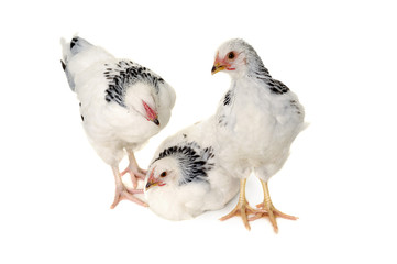 Chickens on white background