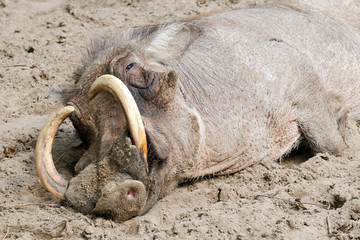 Tired warthog