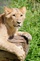 Fototapeta na wymiar Curious young lion