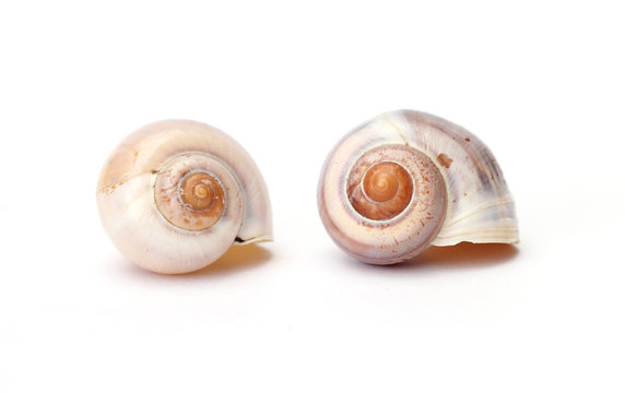 two snail shells