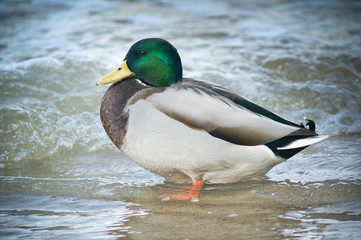 Mallared Duck in the water.