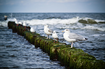 Seagulls on the breakwater.