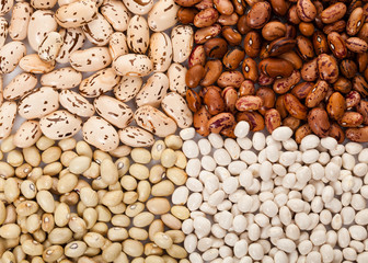 Four kinds of beans close up